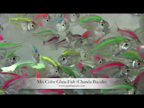 glass fish mix color (Chanda Baculis) / Aquarium Tropical Fish