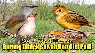 Download lagu Suara Pikat Burung Ciblek Sawah Dan Cici Padi. Ampuhnya Bukan Main.. mp3