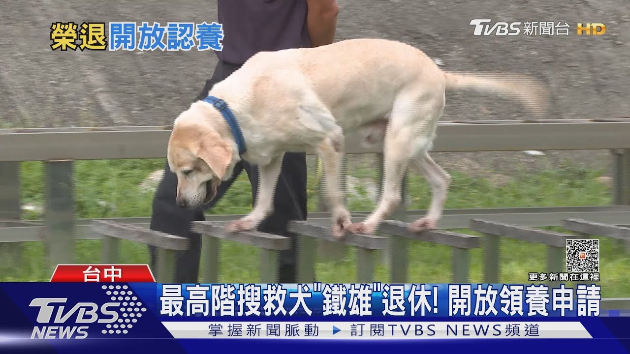 最高階搜救犬「鐵雄」退休! 開放領養申請