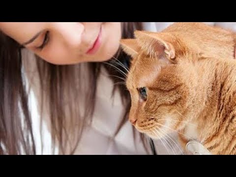 Pancreatitis in cats
