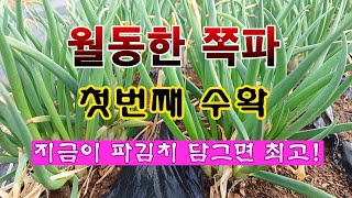 [텃밭농부 1,797]  월동한 쪽파 첫수확. 지금 파김치 담그면 맛이 최고! #쪽파재배