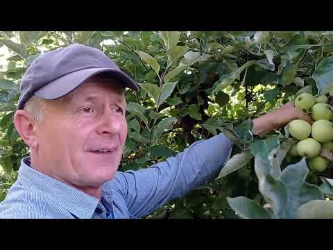 Sandomierz apple pulp