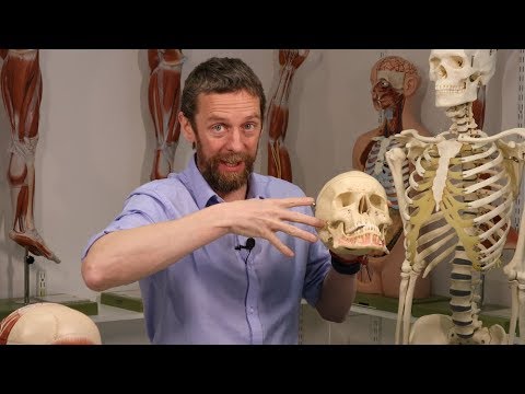 Infratemporal fossa (anatomy)