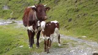 Kälbchen will Küsschen von Mama entdeckt bei unserer Philosophischen Bildwanderung - Klammbachalm und Nemesalm - Sexten - Dolomiten