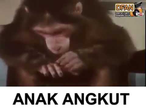 Anak angkut