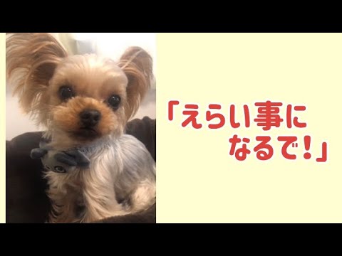 ワンワンU・x・Uお悩み相談室4️⃣0️⃣〜福井市「ぼすくん」＃子供を膝に乗せての運転は危険⚠️#チャイルドシートに座る習慣を