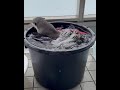 Otter Enjoy Playing In The Bath Tub Cute Otter Shorts