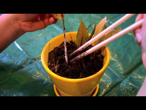 Growing bay leaf in containers: propagation failure...