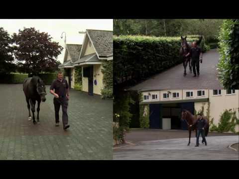 Behind The Gates Series - Stallions’ Daily Routine