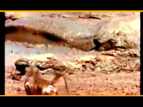 Jungle walk with Zahida  3/5/14