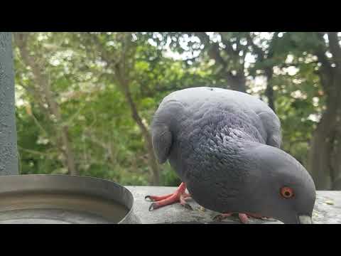 Feeding the hungry pigeon .
