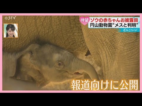 ゾウに関する好奇心