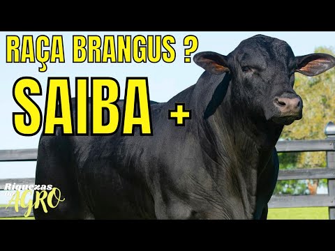 , title : 'Raça Brangus | Curiosidades da raça Brangus | Boi | Touro brangus'