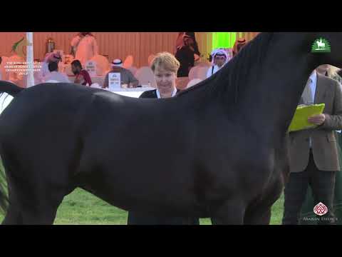 N 97 ASILA AM   KAAHC 2019   Fillies 2 Years Old Class 2B