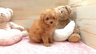 ハーフ犬の動画01