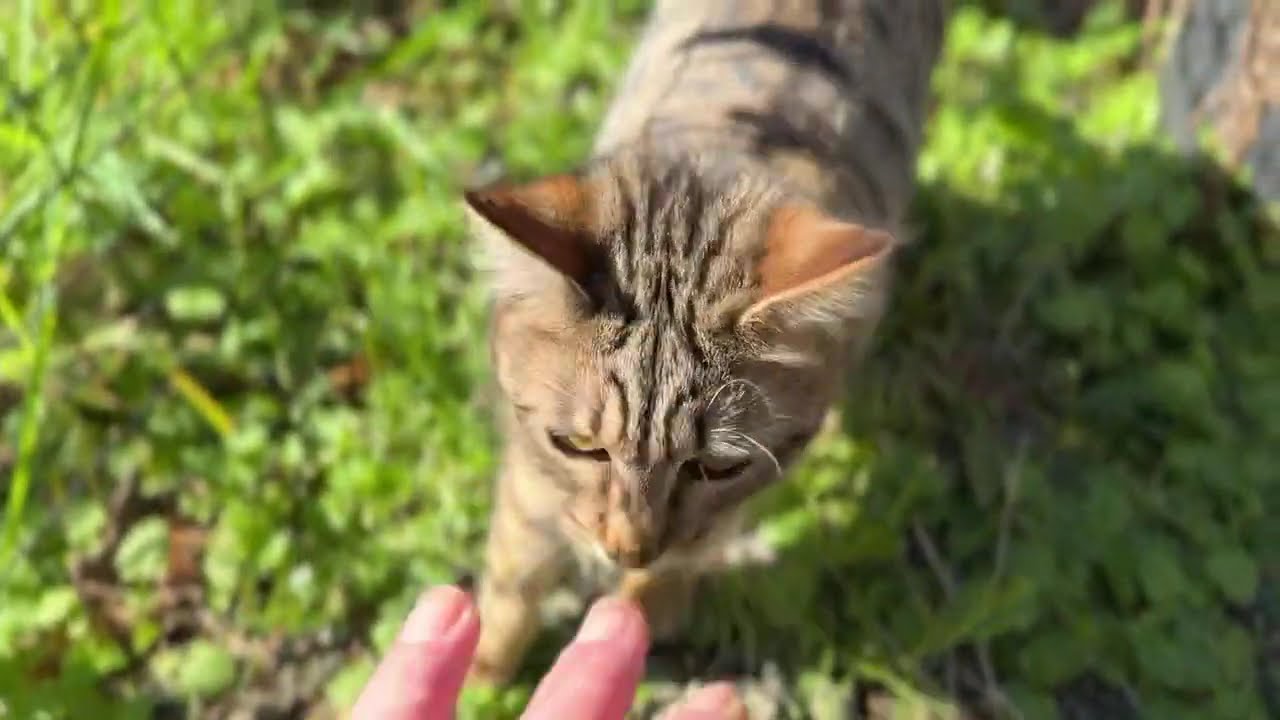 Enlarge Lynx, a Adoptable Domestic Medium Hair in Tillamook, OR video 5/6