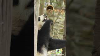 The World Is A Huge Bamboo Tube, And I'm Still Chasing My Apple | iPanda #shorts