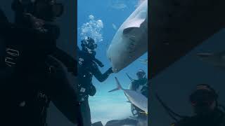 Curious tiger shark gets turned on its head by shark handler at Tiger Beach, Bahamas #shorts #scuba
