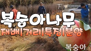 복숭아나무 재배특징 |묘목가식세팅| 분류 |분양|식재간격