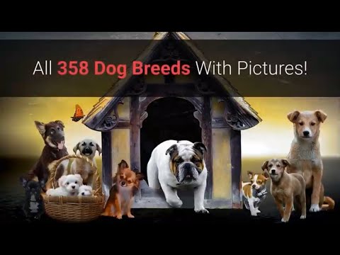 All Dog Breeds A-Z With Pictures! (all 358 breeds in the world)