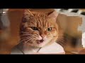 Funny Cat Videos Funny Moments