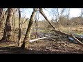 Mating Frog Sounds Seaton Trail Green River ON April 30 2018