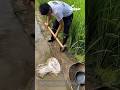 Catching fish in a rice paddy: people catching fish in a rice paddy