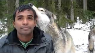 WOLVES are dangerous but they are also FRIENDLY