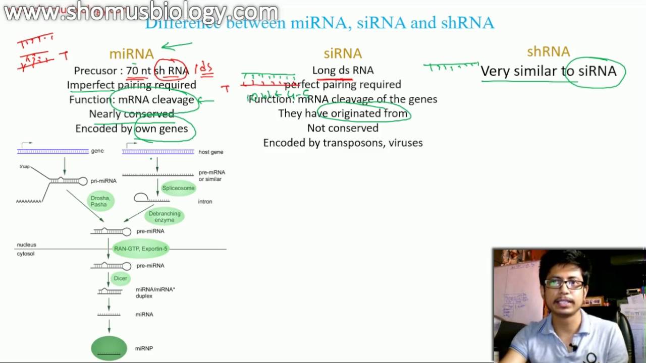 miRNA vs siRNA vs shRNA | the difference