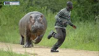 MAN CHASED BY HIPPO