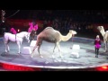 Camel Horse Pony Act 2
