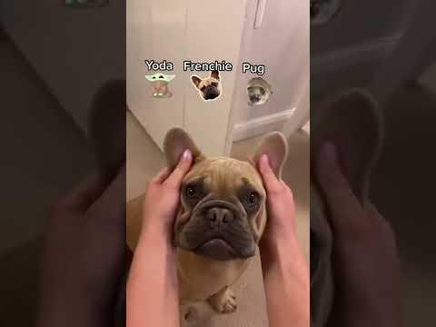 Yoda, Frenchie, Pug