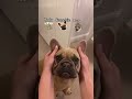 Yoda, Frenchie, Pug