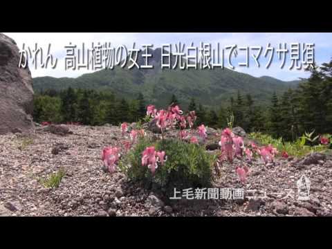 園芸 コマクサは燃えた心臓、出血した心臓