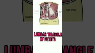 LUMBAR TRIANGLE OF PETIT'S