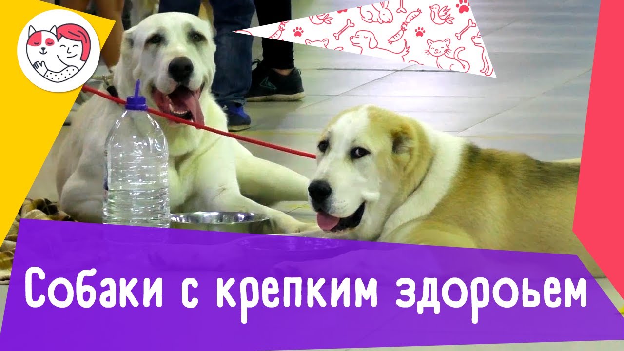 5 пород собак, обладающих крепким здоровьем
