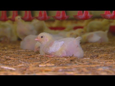 Hähnchenmast in Cölpin