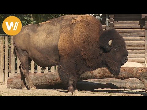 Amerikanischer Bison | Unsere Tierwelt (Kurze Tierdokumentation)
