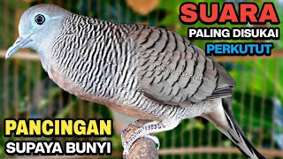 Download lagu Perkutut Lokal Gacor Suara Besar Pancingan Burung Perkutut Agar Cepat Bunyi. mp3 Download lagu Perkutut Lokal Gacor Suara Besar Pancingan Burung Perkutut Agar Cepat Bunyi. mp3