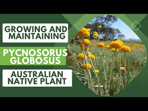 Growing and Maintaining Pycnosorus globosus: The Ultimate Billy Button Guide Australian Native Plant