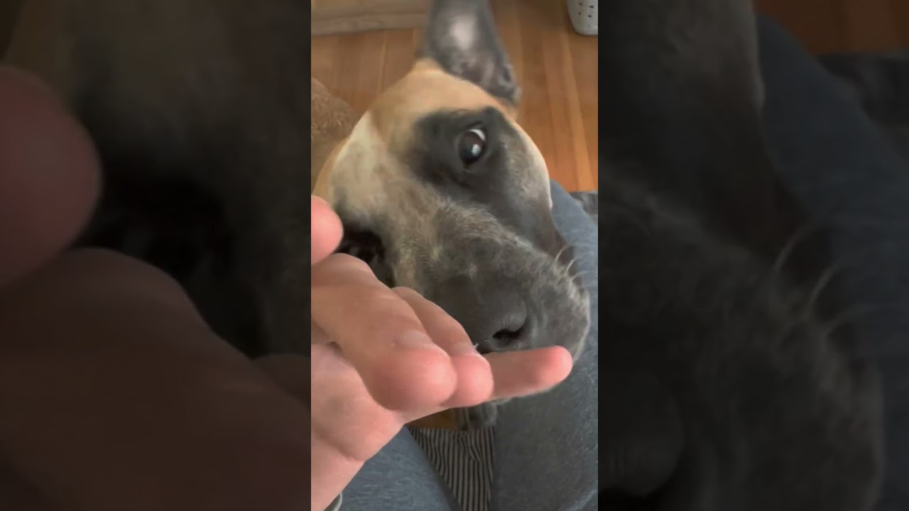 Enlarge Goose, a Adoptable mixed breed in Berkeley, CA video 6/6