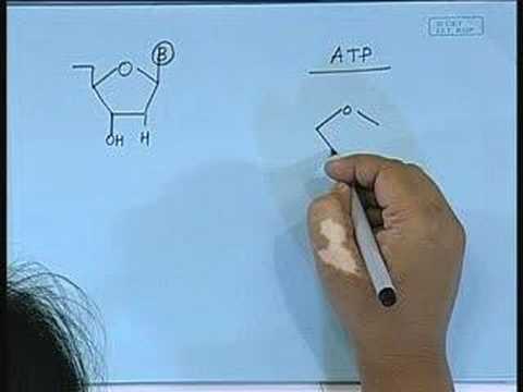 Nucleic Acids 1