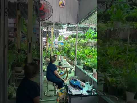 Một buổi sáng cuối tuần tại Vườn Cảnh Việt