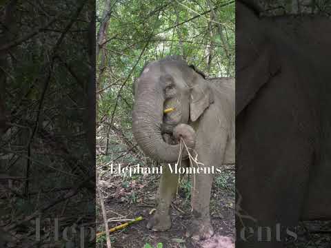 Làm sao để lấp được cái bụng đói :d #convoi #dongvatquyhiem #dongvathoangda #animals #elephant