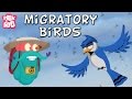 Migratory Birds | The Dr. Binocs Show | Learn Videos For Kids