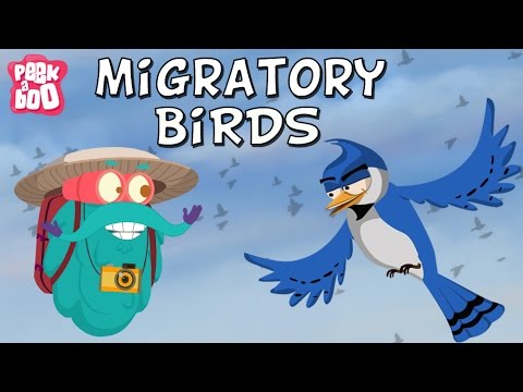 Migratory Birds | The Dr. Binocs Show | Learn Videos For Kids