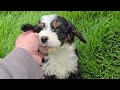 Mini Bernedoodle dogs for sale: Lacey - Video 1