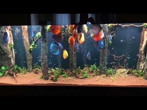 Aquadecor Discus fish tank