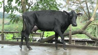 Vídeo 8 - 1º LEILÃO ANUAL SITIO TIMOTEO | VACAS 3/4 E 7/8