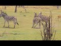 Zebra S Fight For Female